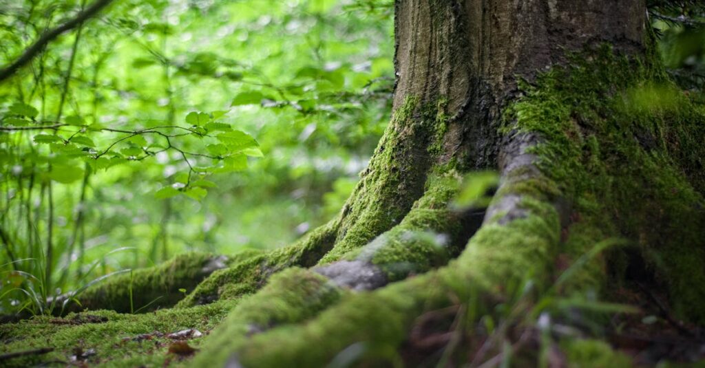 Green Tree Near Green Plants