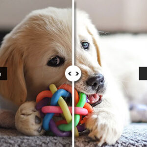 Preset Furry Friend