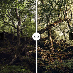 Preset Into the Woods